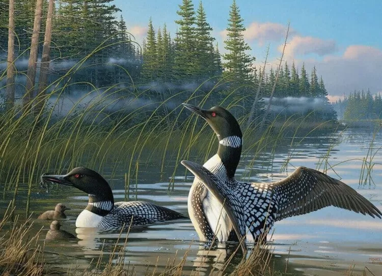 Cobble Hill Animals & Wildlife* - Common Loons - 1000 Piece Jigsaw Puzzle