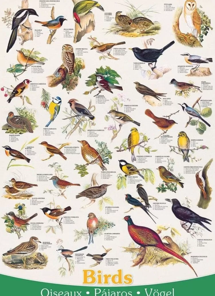 Eurographics Animals & Wildlife* - Birds - 1000 Piece Jigsaw Puzzle