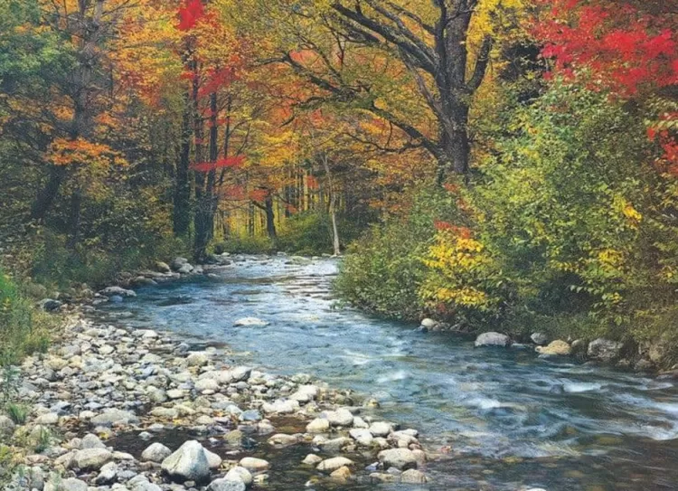 Eurographics Landscape* - Forest Stream - 1000 Piece Jigsaw Puzzle