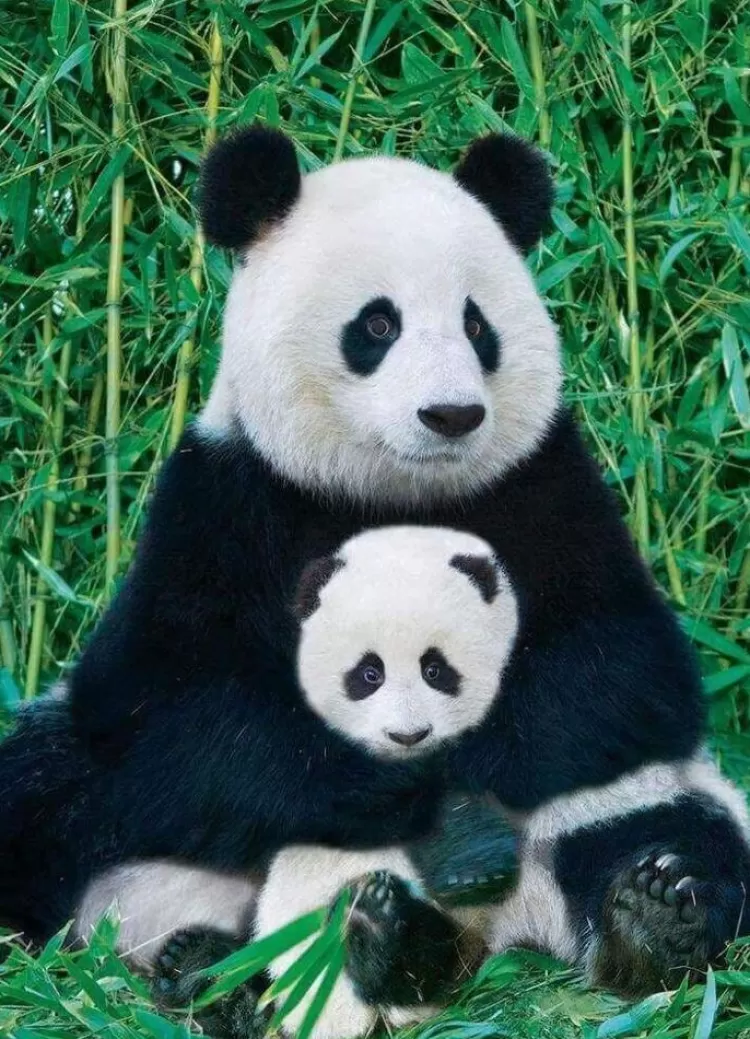 Eurographics Animals & Wildlife* - Panda And Baby - 1000 Piece Jigsaw Puzzle