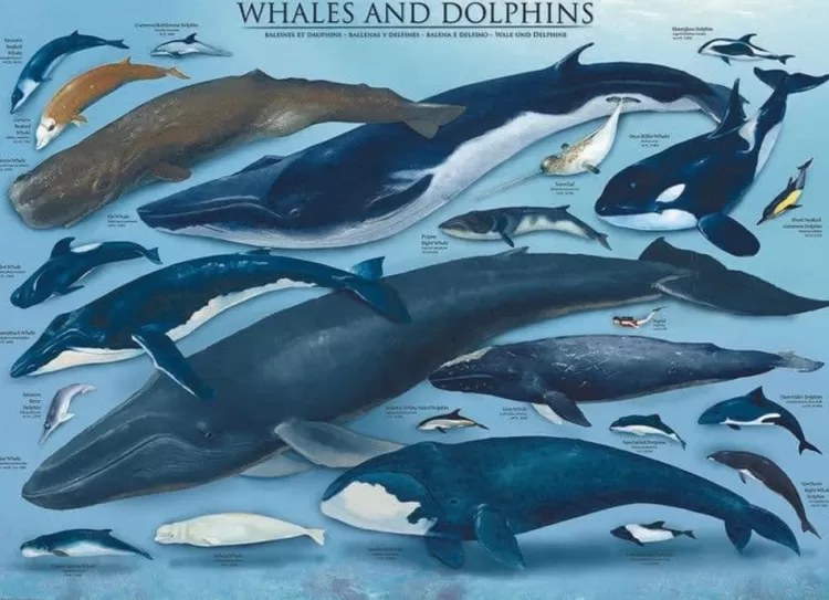 Eurographics Animals & Wildlife* - Whales And Dolphins - 1000 Piece Jigsaw Puzzle