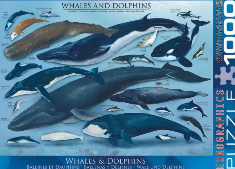 Eurographics Animals & Wildlife* - Whales And Dolphins - 1000 Piece Jigsaw Puzzle