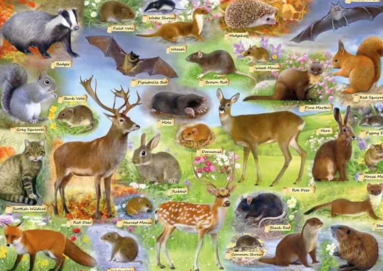 Gibsons Animals & Wildlife* - British Wildlife - 500 Piece Jigsaw Puzzle