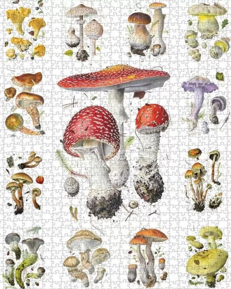 Pomegranate Art* - Alexander Viazmensky - Mushrooms - 1000 Piece Jigsaw Puzzle