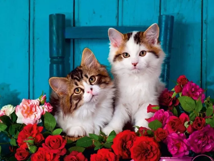 Ravensburger Animals & Wildlife* - Kittens And Roses - Extra Large 500 Piece Jigsaw Puzzle