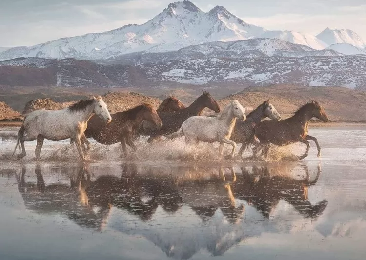 Schmidt Animals & Wildlife* - Horses In Cappadocia - 1000 Piece Jigsaw Puzzle